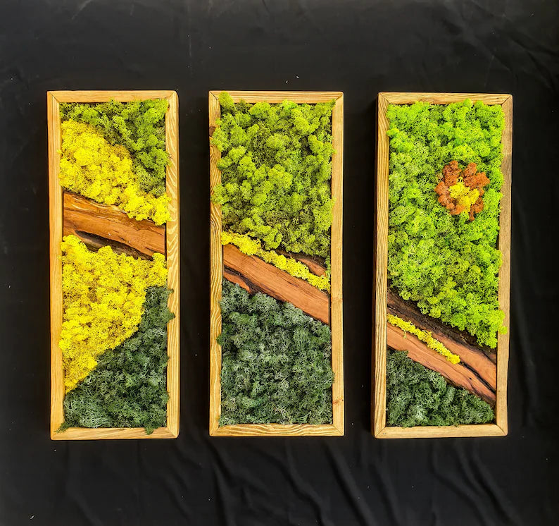 Exquisite 3-Piece Moss Wall Art: Olive Wood and Moss Décor, Ideal  Housewarming Gift – ohomark